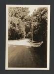 View of road lined with trees, New Zealand?