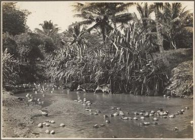 [A creek with cattle standing in it and coconuts floating downstream] Frank Hurley