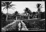 Taro fields in Moanakua, Hawaii