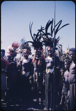 Fully decorated men (6) : The Tengerap Clan Singsing, Wahgi Valley, Papua New Guinea, 1954 / Terence and Margaret Spencer
