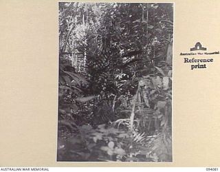 DOBODURA, NEW GUINEA, 1945-06-25. THE JUNGLE UNDERGROWTH THROUGH WHICH AUSTRALIAN TROOPS HACKED THEIR WAY DURING THE DOBODURA-SOPUTA ACTION