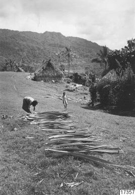 ["verksamhet, pandanus, torkning, fotografi, photograph"]