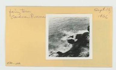 [Fairy tern in Hawaii, envelope IE30-099]