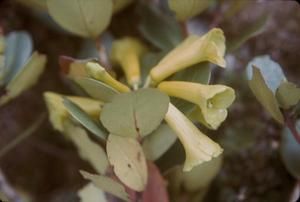 [Rhododendron close-up at Mount Sarawaget, Papua New Guinea]