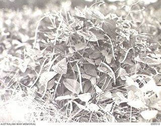 LAE, NEW GUINEA, 1945-12-24. AN EXAMPLE OF A HEALTHY BEAN BUSH AT 4 INDEPENDENT FARM COMPANY
