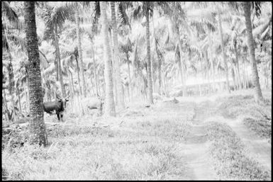 Cattle amongst coconut palm trees, near Rabaul, New Guinea, ca. 1929 / Sarah Chinnery