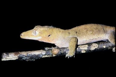Rhacodactylus ciliatus