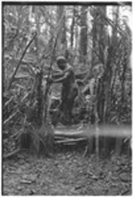 Pig festival, stake-planting, Tuguma: man at gate marked with cordyline and stakes