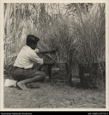 Introduced varieties of cane