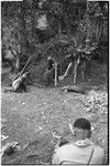 Pig festival, pig sacrifice, Tsembaga: man clubs pig tethered next to pit, man (foreground) records sound