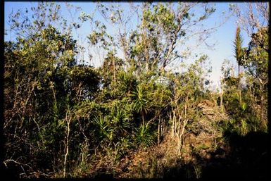 Maquis vegetation