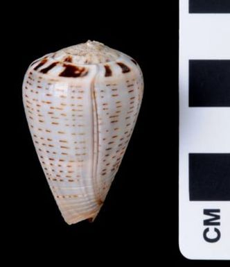 Conus glaucus