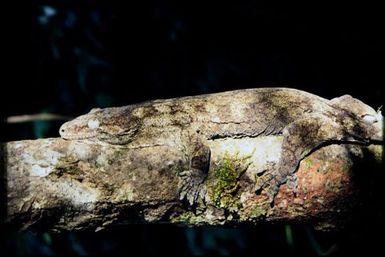 Rhacodactylus leachianus