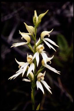 Ground orchid, Megastylus gigas