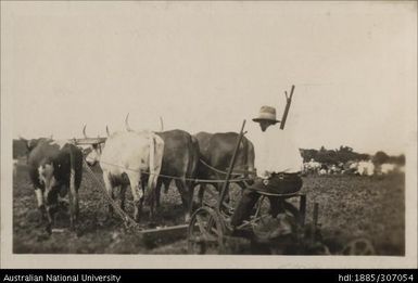 Nadi Agricultural Show