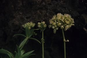 [Unidentified white flowering plants at Wiliwilinui Ridge, United States]