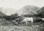 Landscape near Do-Neva and the cattle of the school