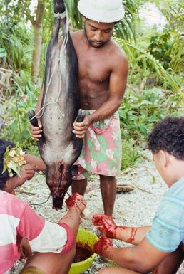 Bleeding a pig, Tokelau