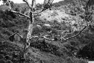 Dass, building, bread trees, trees, photography, ph