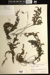 Hymenophyllum badium