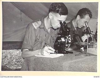 CAPE WOM, WEWAK AREA, NEW GUINEA, 1945-07-11. MAJOR J.I. TONGE (1), AND SERGEANT H.G. DAVIS (2), AT THE FIELD DETACHMENT LAND HEADQUARTERS MEDICAL RESEARCH UNIT, CARRYING OUT MALARIA PARASITE ..