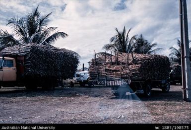 Fiji - sugarcane transported in trucks