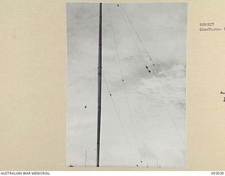 LAE AREA, NEW GUINEA, 1945-06-15. AN IMPROVISED AERIAL MAST AT 19 L OF C SIGNALS. THIS SHOWS THE METHOD OF GUYING THE MASTS WHICH ARE FORMED FROM SECTIONAL STEEL TELEGRAPH POLES AT THE CORPS OF ..