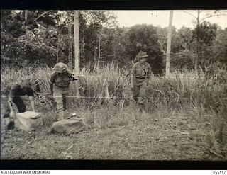 Donadabu, New Guinea. 1943-07-26. Three members of the 61st Battalion collecting supplies which had been air dropped. Left to right: Privates A. Rush, G.Hallion and R.Geoghagan