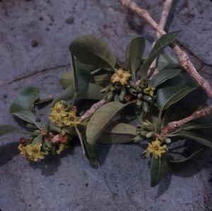 [Nothocestrum breviflorum from Pu’u Wa’awa’a Cone Trail, United States]