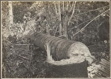 Process of Native sago making [Papua New Guinea, 1]