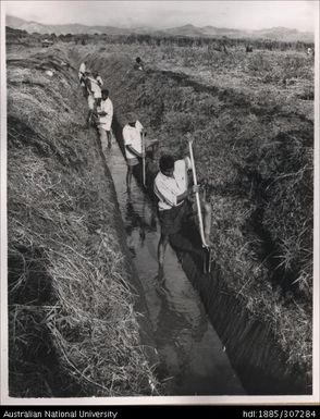 Irrigation for cane crops