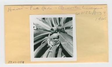 [Clermontia lindseyana in Hawaii, envelope IE27-058]