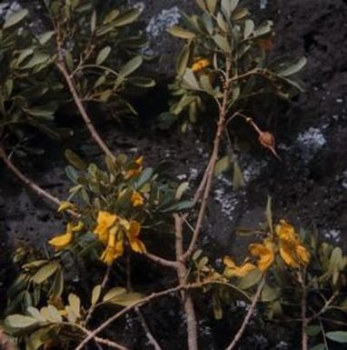[Sophora chrysophylla close-up from South Kona, United States]