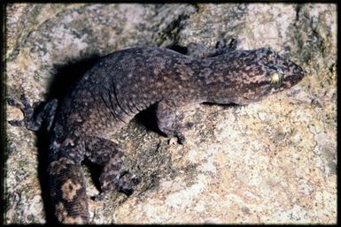Bavayia aff. cyclura sp.5