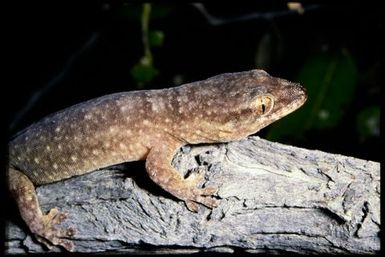 Gecko sp.