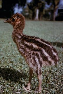 [Cassowary chick in Papua New Guinea]