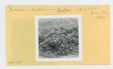 [Bidens in Hawaii, envelope IE28-190]