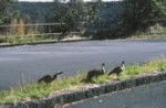 Hawaiian geese