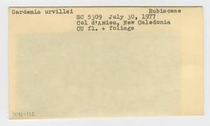 [Gardenia urvillei in New Caledonia, envelope IE41-112]