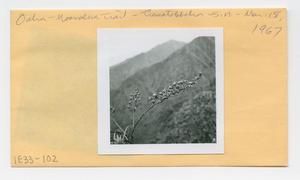 [Trematolobelia in Hawaii, envelope IE33-102]