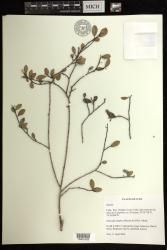 Sapium indet