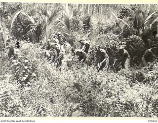 SIAR, NEW GUINEA. 1944-09-11. TROOPS OF THE 113TH BRIGADE WORKSHOPS, CLEARING AWAY THE JUNGLE UNDERGROWTH ON THE AREA SELECTED FOR THEIR NEW CAMP SITE. IDENTIFIED PERSONNEL ARE:- VX117477 CRAFTSMAN ..