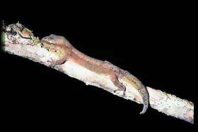 Gecko sp.