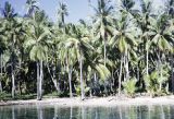 French Polynesia, coconut palms growing along beach on Tahiti Island