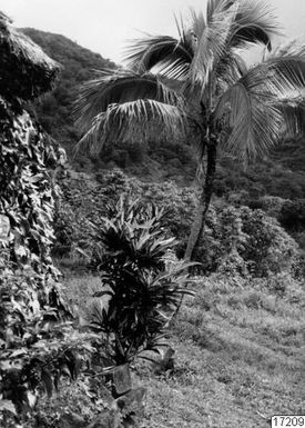 tree, palm, mountain, landscape, photography, ph