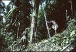 Laubasi descends canarium almond (ngari) tree