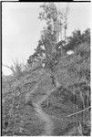 Pig festival, singsing preparations: men use stakes and cordyline to expel enemy spirits from path which allies must travel