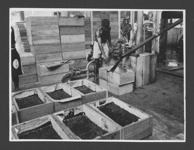 [Catechu or cutch being prepared for shipment by native workers, Papua New Guinea] Australian News and Information Bureau