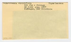 [Wikstroemia viridiflora in New Caledonia, envelope IE41-144]