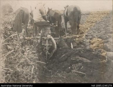 Width of land turned over by two cuts of Mune's horse plough, Rarawai